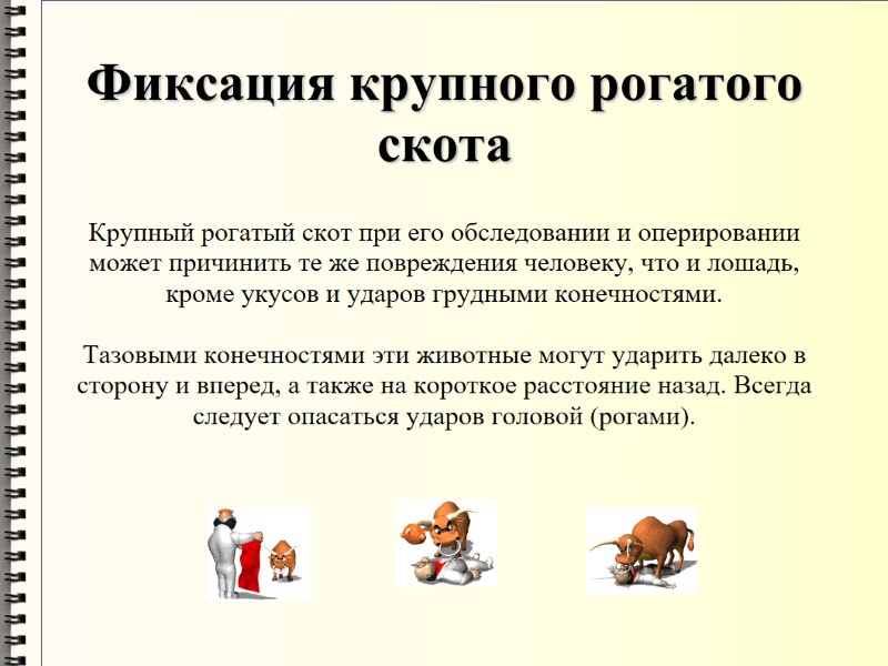 Фиксация крупного рогатого скота Крупный рогатый скот при его обследовании и оперировании может причинить